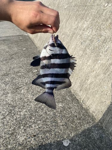 イシダイの釣果