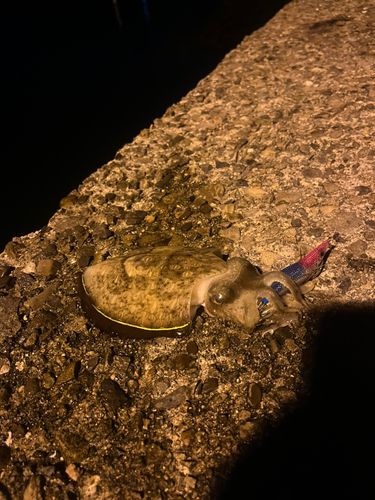コウイカの釣果