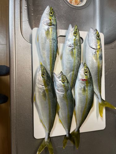 ワカシの釣果