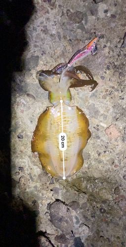 アオリイカの釣果