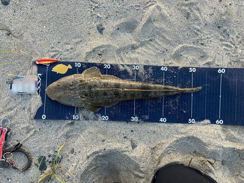 マゴチの釣果