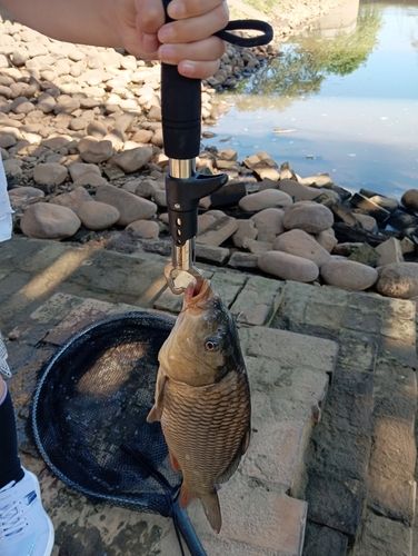 コイの釣果