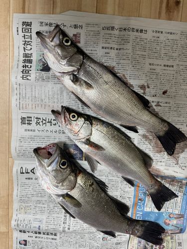 セイゴ（ヒラスズキ）の釣果