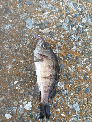 シロメバルの釣果