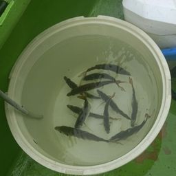 アジ