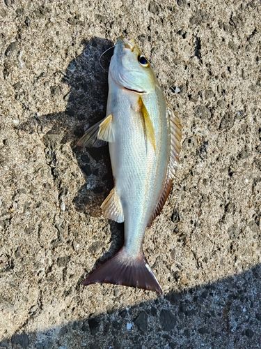 イサキの釣果