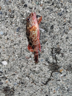 カサゴの釣果