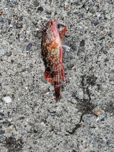 カサゴの釣果