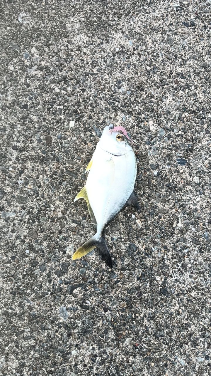 シロメバル