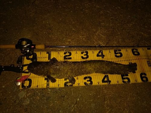 ニホンナマズの釣果