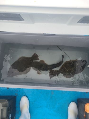 ソゲの釣果