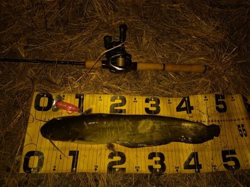 ニホンナマズの釣果