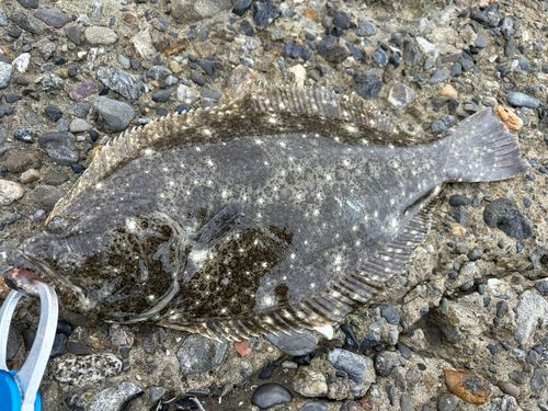 ヒラメの釣果
