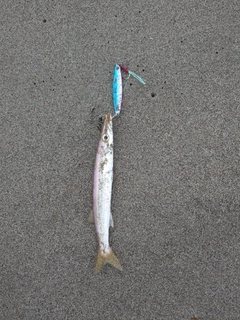 カマスの釣果