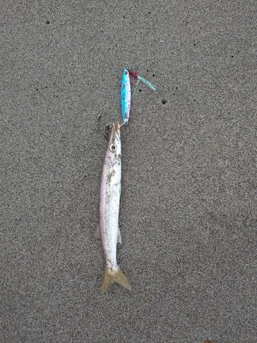 カマスの釣果