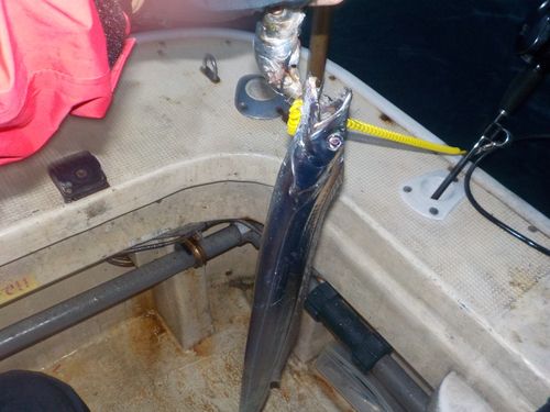 タチウオの釣果