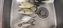 メッキの釣果