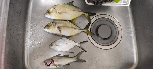 メッキの釣果