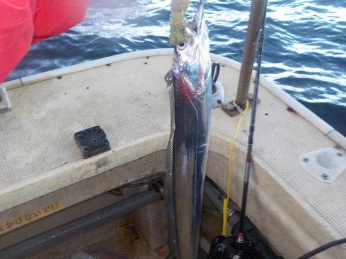 タチウオの釣果