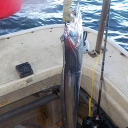 タチウオ