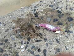 コウイカの釣果
