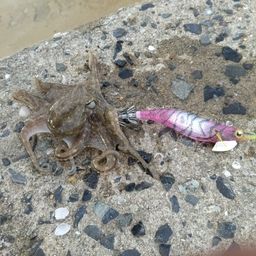 コウイカ