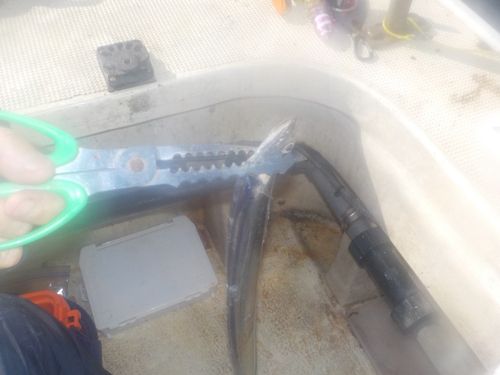 タチウオの釣果
