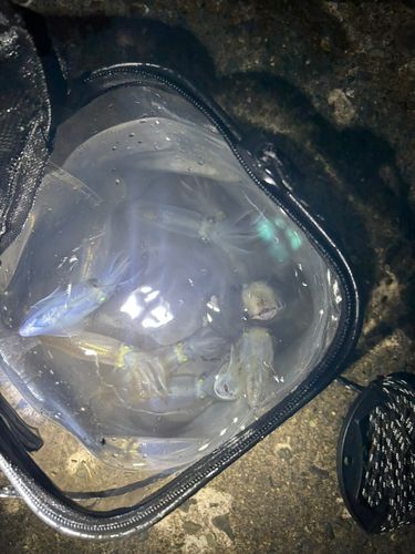 マメイカの釣果