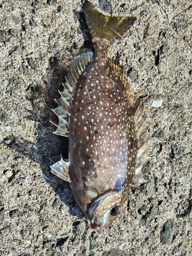 アイゴの釣果