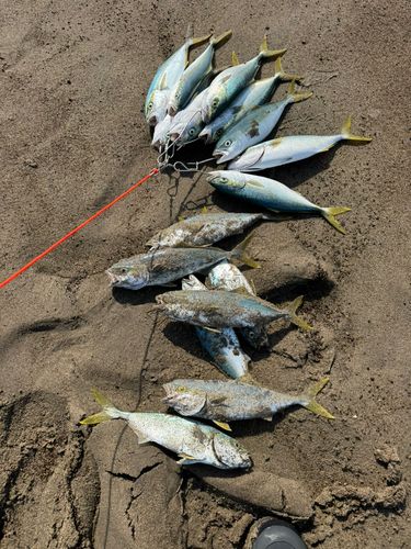 ワカシの釣果