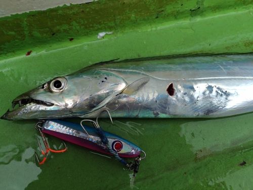 タチウオの釣果