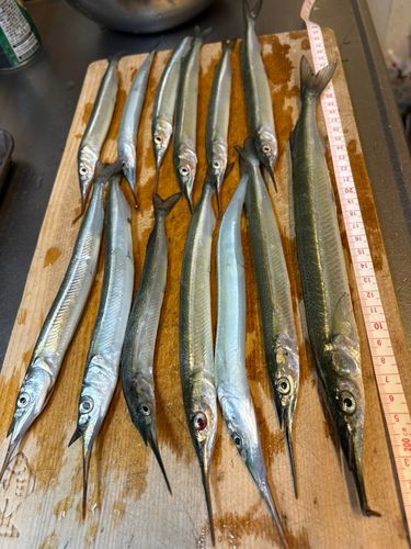 サヨリの釣果