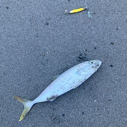 ショゴ
