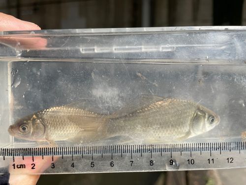 フナの釣果