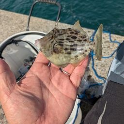 カワハギ