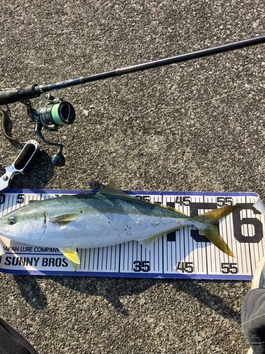 イナダの釣果