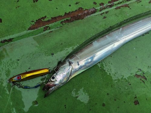 タチウオの釣果