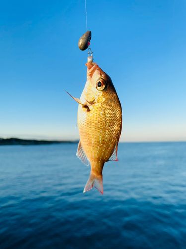 チャリコの釣果