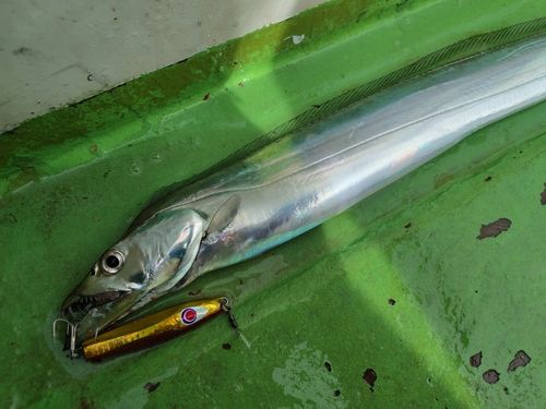 タチウオの釣果