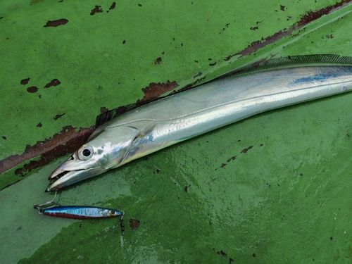 タチウオの釣果