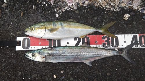 サゴシの釣果