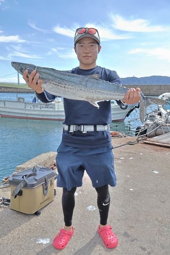 サワラの釣果