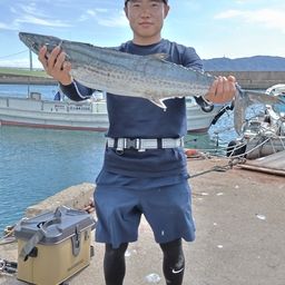 サワラ