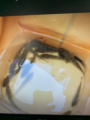 マハゼの釣果