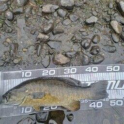 スモールマウスバス