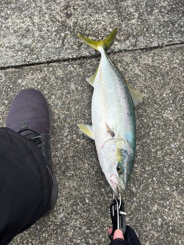 イナダの釣果