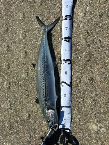 サゴシの釣果