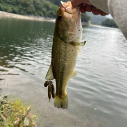 ブラックバス