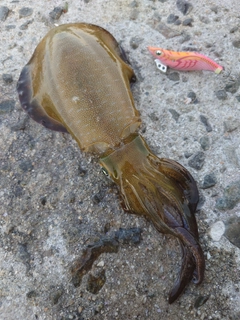 アオリイカの釣果