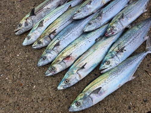 サゴシの釣果